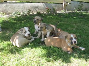 Vins pui AMSTAFF din tat cu PEDIGREE