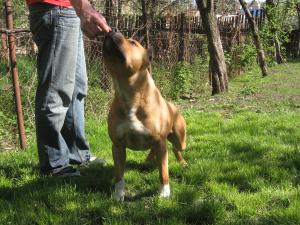 Vins pui AMSTAFF din tat cu PEDIGREE