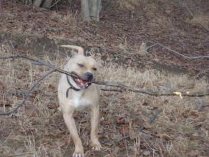 Vins pui AMSTAFF din tat cu PEDIGREE