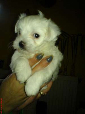 Bichon Maltese
