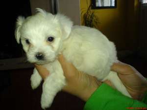 Bichon Maltese