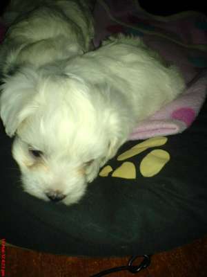 Bichon Maltese