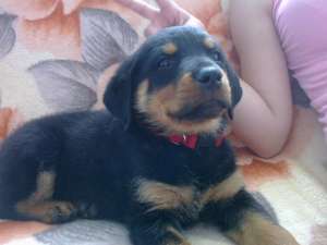 vand catelusa rottweiler