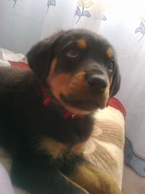 vand catelusa rottweiler
