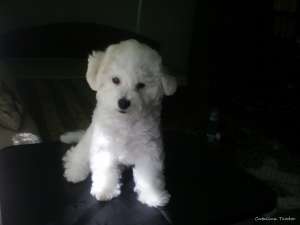 Pui bichon frise