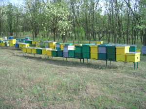 Vand 70 familii de albine,  sau schimb cu pavilion apicol