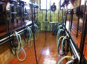 sala de muls,  mulgatoare,  sistemul de muls,  lapte