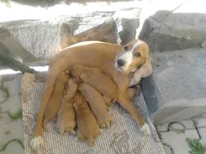 Vand catei de cocker spaniel de rasa pura.