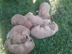 Vand catei de cocker spaniel de rasa pura.