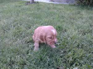 Vand catei de cocker spaniel de rasa pura.