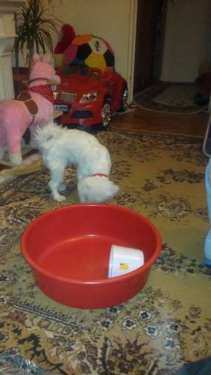 Imperechere Bichon Maltez .