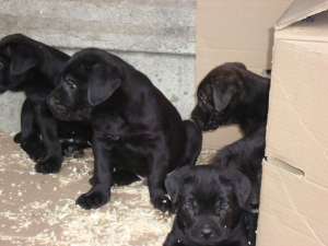 Vand pui cane corso