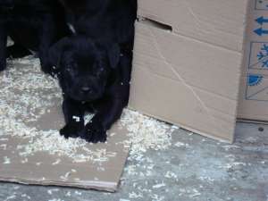 Vand pui cane corso
