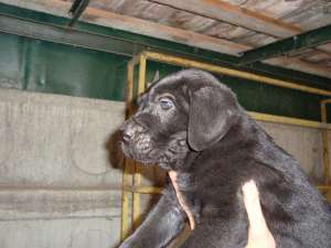 Vand pui cane corso
