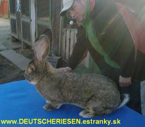 IEPURI URIAS GERMAN,  BERBEC GERMAN
