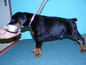 catei dobermann