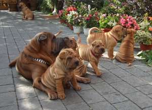 vand schimb shar pei