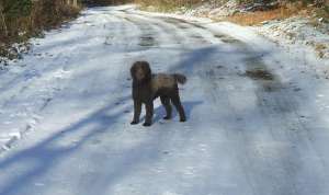 ofer mascul lagotto romagnolo pentru imperechere.