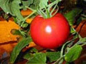 export legume