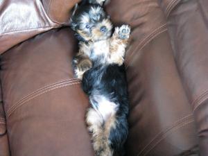Ofer pentru monta mascul Yorkie