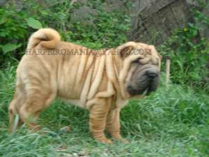 PUI SHAR-PEI DIN LINIE DE EXCEPTIE