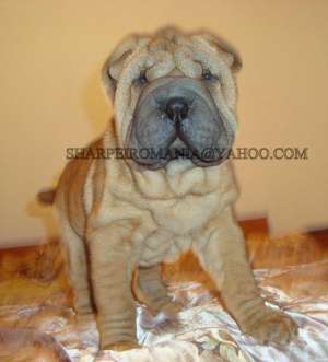 PUI SHAR-PEI DIN LINIE DE EXCEPTIE