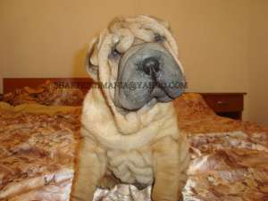 PUI SHAR-PEI DIN LINIE DE EXCEPTIE