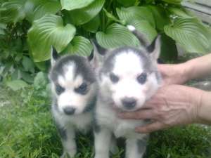 Vand pui husky siberian rasa pura 1 masculi 2 femele