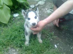 Vand pui husky siberian rasa pura 1 masculi 2 femele