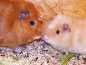 Donez porcusori guineea