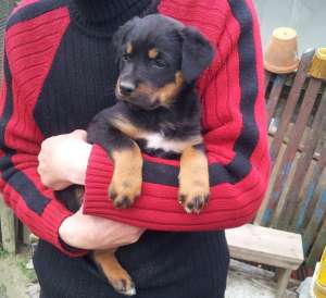 vand femela rottweiler