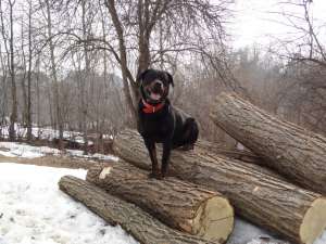vand femela rottweiler