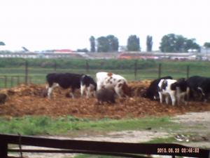 vand ferma