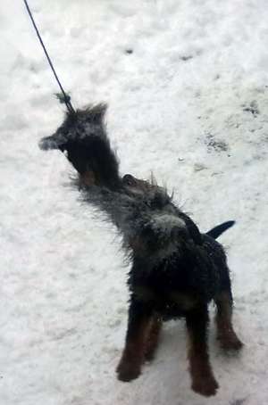 vand jagd terrieri