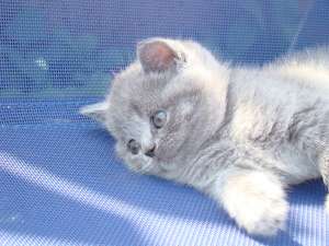 Vand British Shorthair Blue superb !