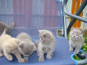 Vand British Shorthair Blue superb !