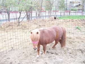 Ponei rasa shetland femela gestanta URGENT !!!!