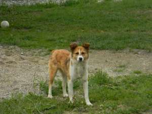 Ofer spre adoptie catelusa 1 an