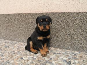 Pui de Rottweiler
