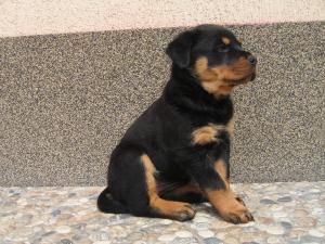 Pui de Rottweiler