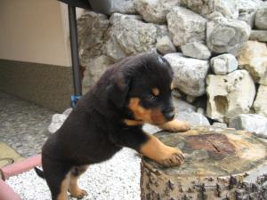 Pui de Rottweiler