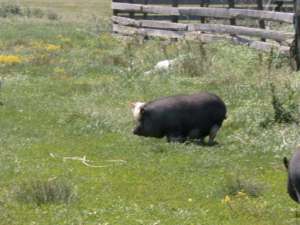 Purcei vietnamezi si porci vietnamezi pentru sacrificat in jud Arad