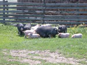 Purcei vietnamezi si porci vietnamezi pentru sacrificat in jud Arad