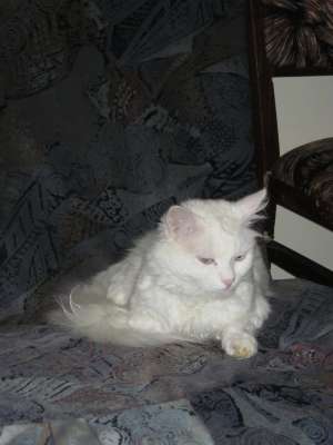 Donez motan angora