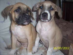 Pui Amstaff de vanzare