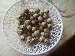 vand prepelite