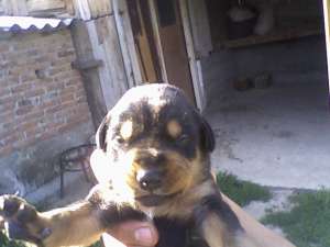 pui dobermann