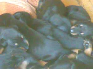 pui dobermann