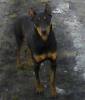 pui dobermann