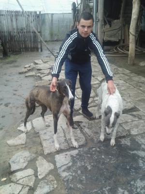 vand caine ogar